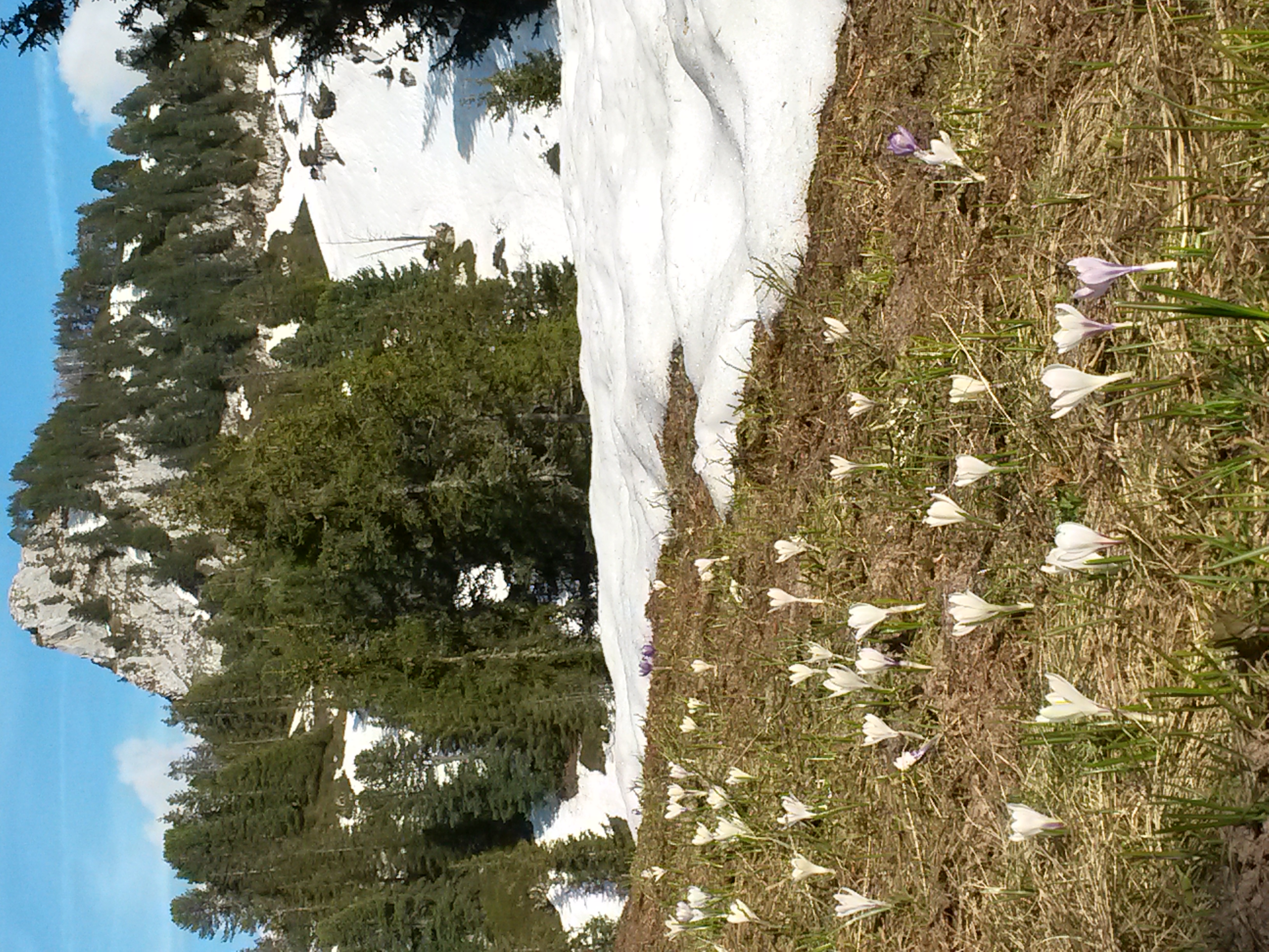 Alpen-Krokusse vor der Girehore im Frühling