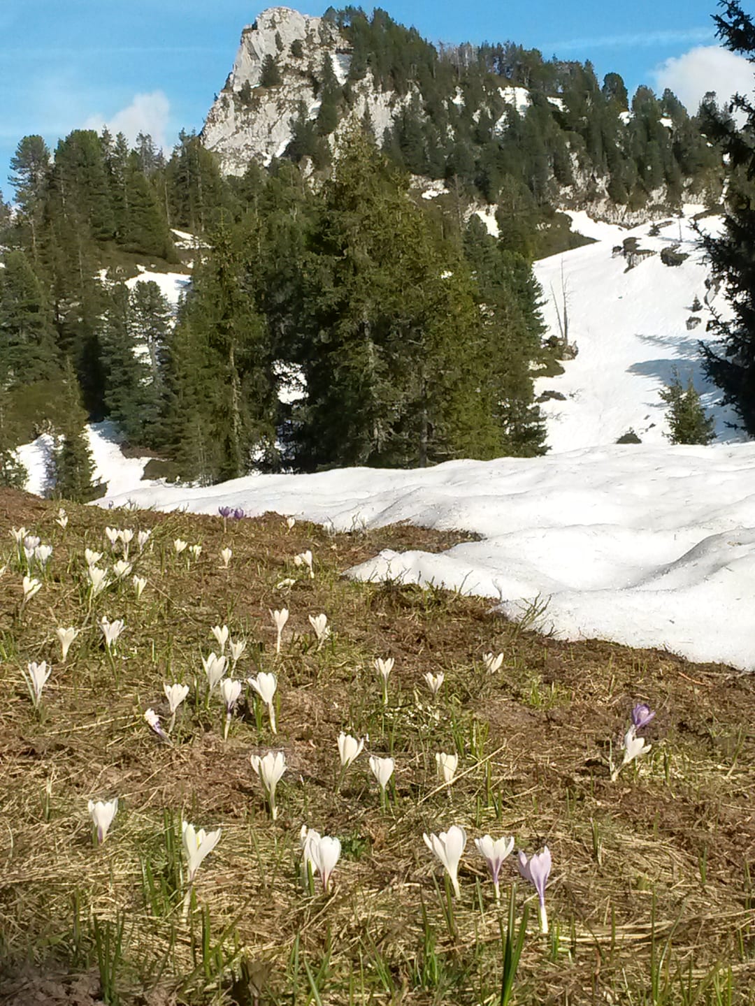 Alpen-Krokusse vor der Girehore im Frühling