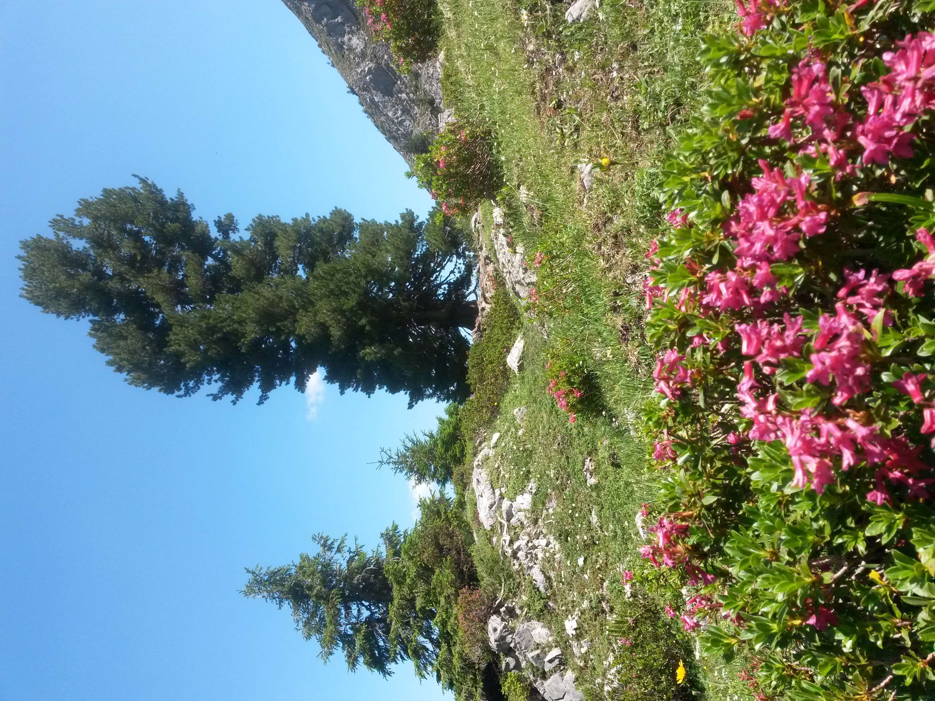 Alpenrosen im Wildgrimmi