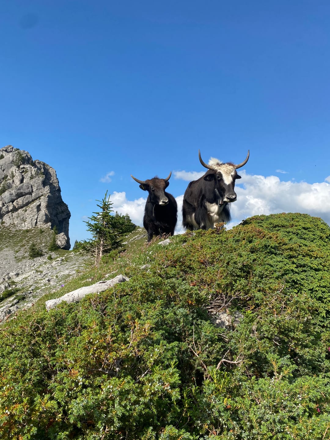 Halbwild lebende Yaks im Wildgrimmi
