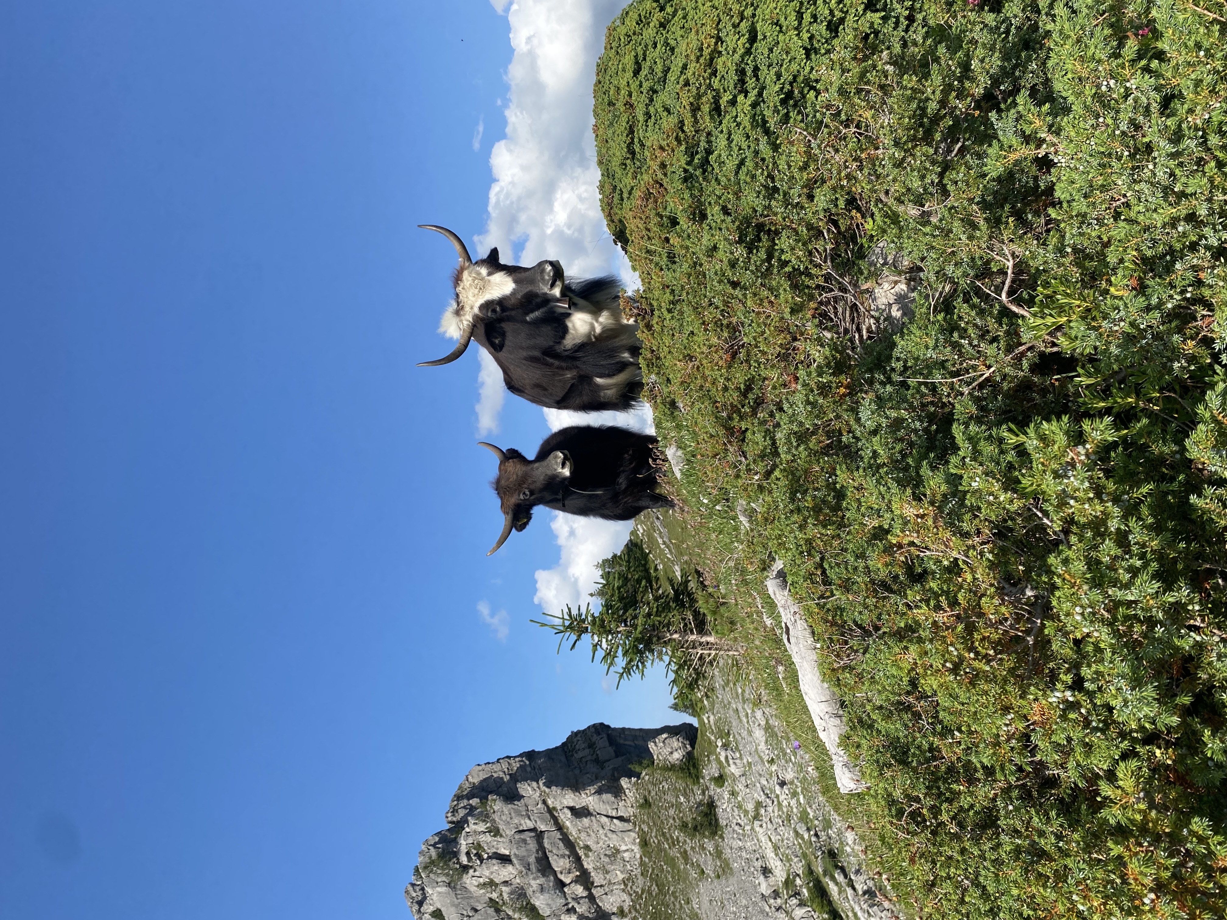 Halbwild lebende Yaks im Wildgrimmi