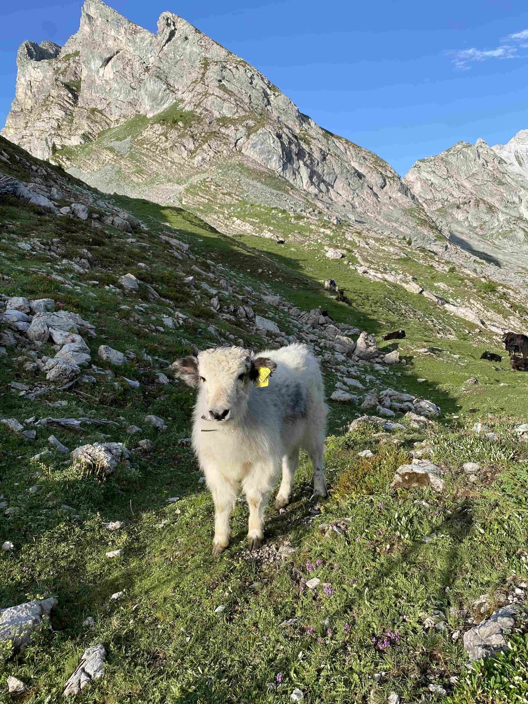 Junges und neugieriges Yak im Wildgrimmi